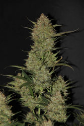 OG Kush Auto (Original) - FastBuds Seeds