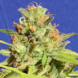 Zkittlez Auto - Original Sensible seeds