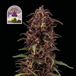 Purple Kush CBD 1:1 Auto - Seedsman