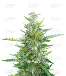 Ak Automatic (BlimBurn Seeds) Cannabis-Samen