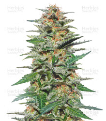 Sweetberry Cough Auto (Garden of Green Seeds) Cannabis-Samen