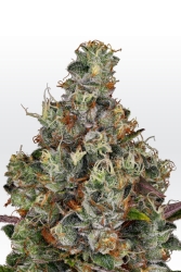 Rainbow Road - Paradise Seeds