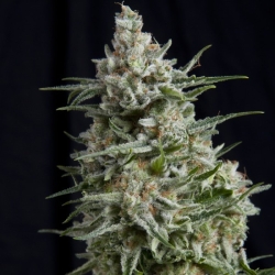 Anesthesia CBD - Pyramid Seeds