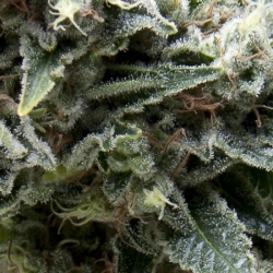 Auto New York City CBD - Pyramid Seeds