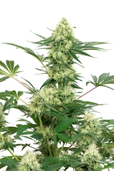 Wedding Cheesecake - White Label Seeds