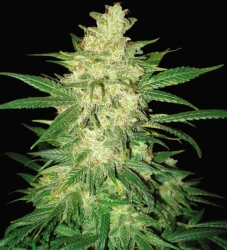 Colombian Gold Ryder - World of Seeds