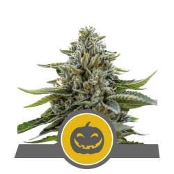 Pumpkin Kush Reg. - Royal Queen Seeds