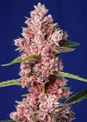 Tropicanna Poison F1 Fast Version - Sweet Seeds