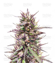 CBD Terra Italia feminisierte Samen (Female Seeds)