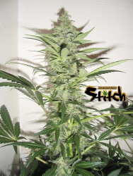 Diesel Haze Auto regulär - Flash Seeds