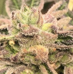 Apple Fritter - Elev8 Seeds