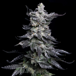 Granny’s Apple Fritter - Elev8 Seeds