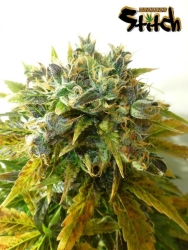 Stardust Reg. - Flash Seeds