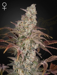 Jack’s Dream - Green House Seeds