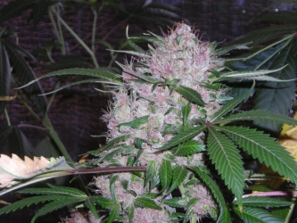 Northern Lights - Phoenix Seeds