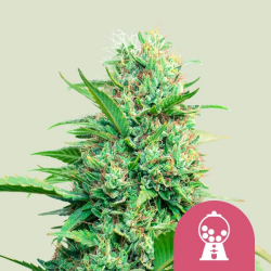 Pink Runtz - Royal Queen Seeds