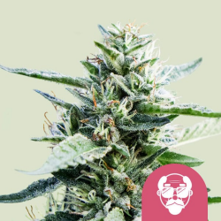 Granddaddy Purple - Royal Queen Seeds