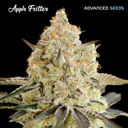 Apple Fritter - Advanced Seeds