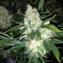 AK27 Express Auto- Phoenix Seeds