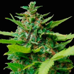 Kiss Dragon - Samsara Seeds