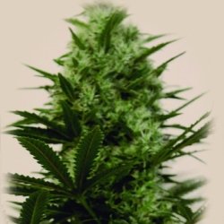 Langui Kush - The Kush Brothers Seeds