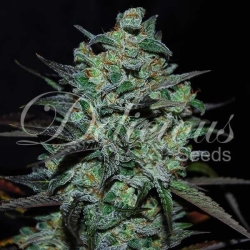 Northern Light Blue THC free - Delicious Seeds