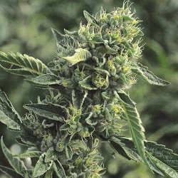 DC Cure 1:1 CBD Auto - Doctor's Choice