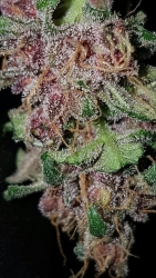 BlackBerry Auto - Lineage Genetics