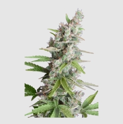 AK Auto - Seedmakers