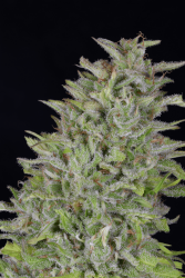 Don Wedding Cake - Don Avalanche Seeds