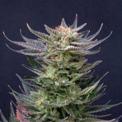 Purple Dream Auto Limited Edition - Kannabia Seeds