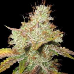 Master Kush Reg. - Spliff Seeds