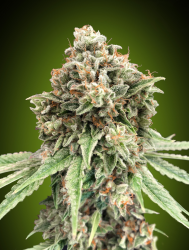 Sweet Critical FAST - 00 Seeds