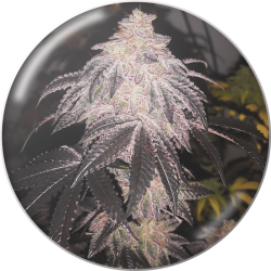 Cookies Sherbert Auto - Medical Seeds