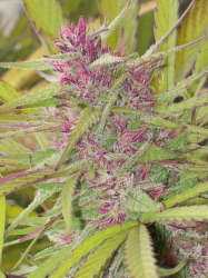 Purple Satellite Reg. - ACE Seeds