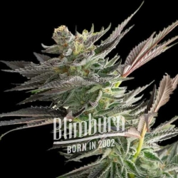 Gelato Fast Version - BlimBurn Seeds