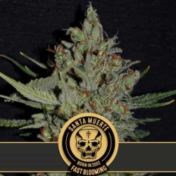 Santa Muerte FB - BlimBurn Seeds