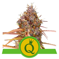 Purple Queen Automatic - Royal Queen Seeds