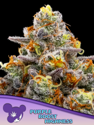 Purple Boost Highness - Anesia Seeds