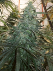 Mountain Gold reg. - ACE Seeds