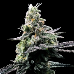 Purple Kosher - DNA Genetics