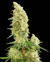 Gorilla Banana - Expert Seeds