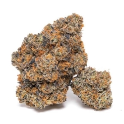 King Louis Garcia - Growers Choice