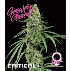 Critical + Auto - Growers Choice