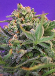 Sweet Cheese F1 Fast Version - Sweet Seeds