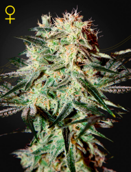 Arjan's Strawberry Haze - GreenHouse Seeds