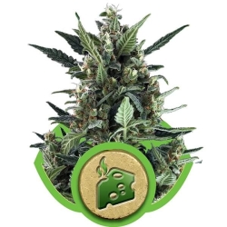 Blue Cheese Automatic - Royal Queen Seeds