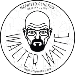 Walter White - Mephisto Genetics