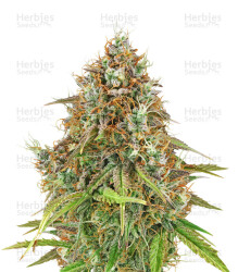 Amnesia Haze Automatic (RQS) Cannabis-Samen