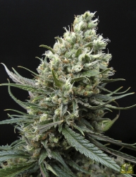 Ripper Haze - Ripper Seeds